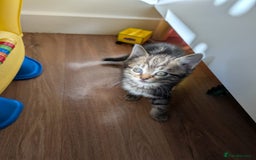 British Shorthair cats for sale: Beautiful British short hair  - Image 22