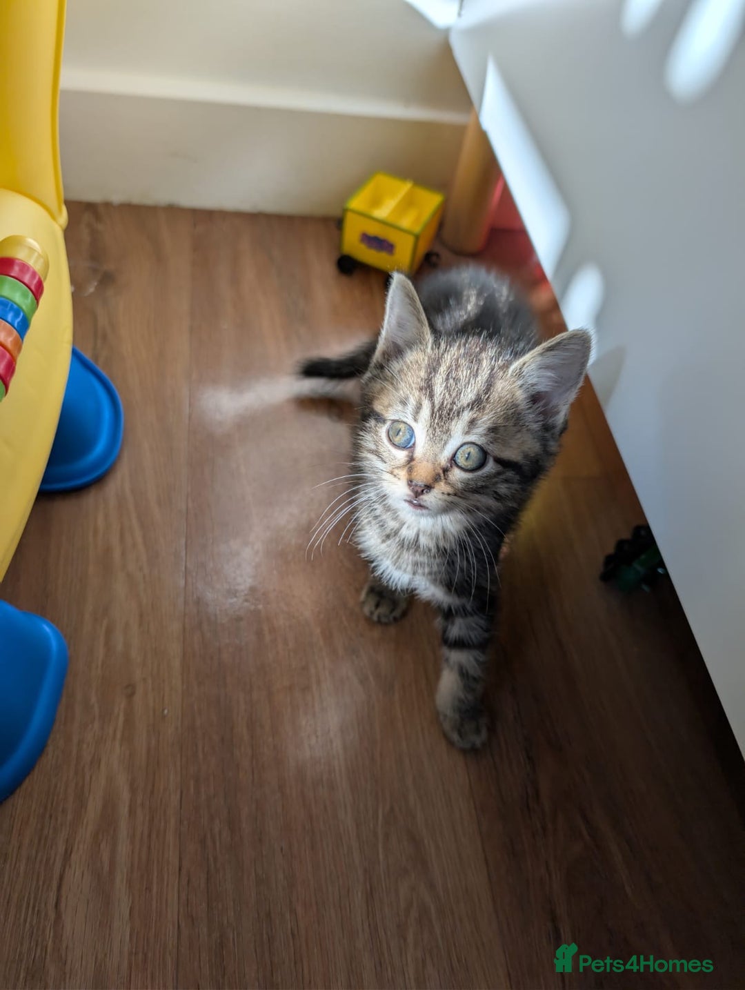 British Shorthair cats for sale: Beautiful British short hair  - Image 22
