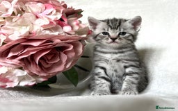 Scottish Fold cats for sale: Scottish fold kittens  - Image 2