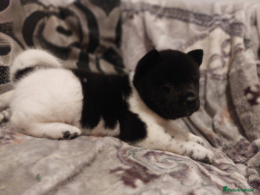 Akita dogs for sale: Kc registered beautiful akita pups  - Advert 17