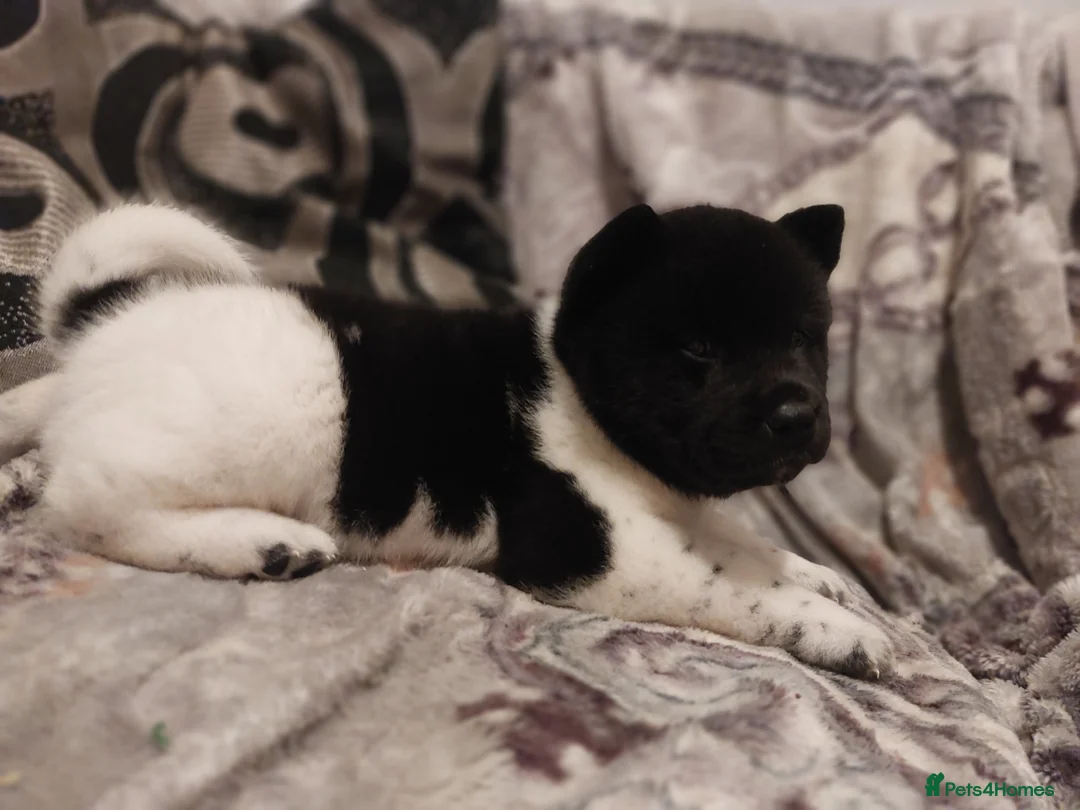 Akita dogs for sale: CHAMPION SHOW potential KC REG AKITA PUPPIES   - Advert 20