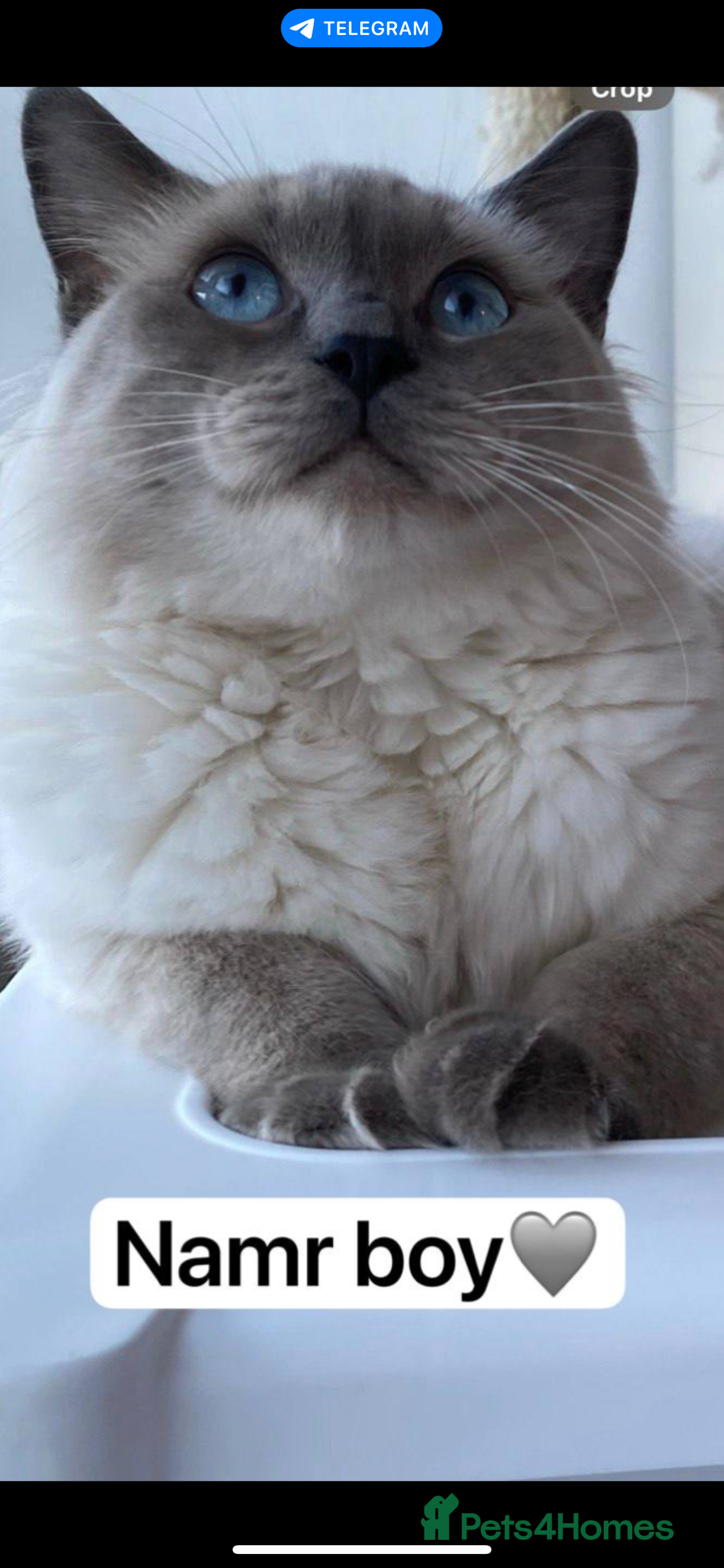 Ragdoll cats for sale: 7 ragdoll cats & kittens  - Image 27