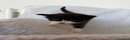 Ragcoon cats for sale: Beautiful Maine Coon × Ragdoll Kittens  - Advert 22