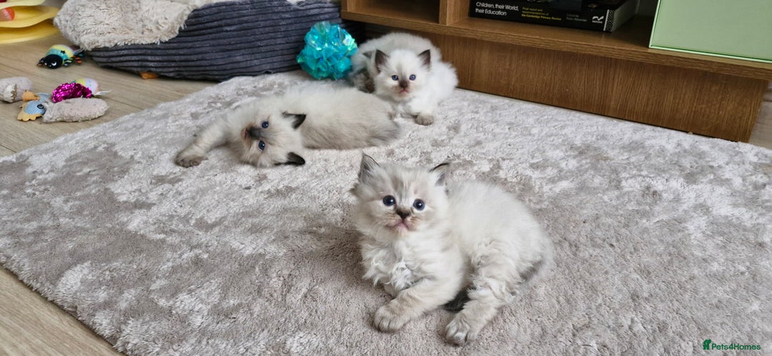 Ragdoll cats for sale: 🐾 Gorgeous Ragdoll Kittens.Ready 22nd December 🐾 - Image 19