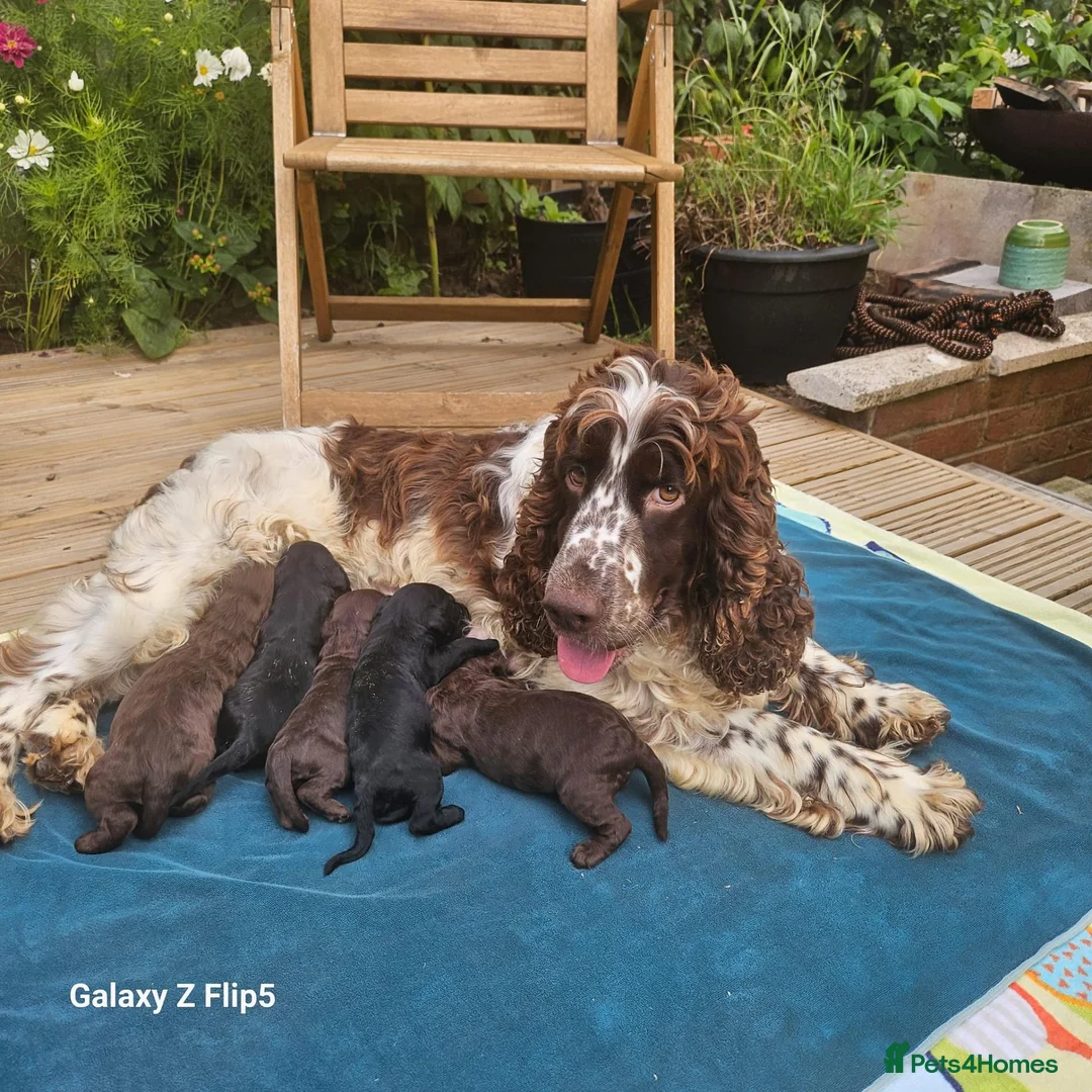 Sproodle dogs for sale: Stunning Sproodles puppys for sale in Maybole - Advert 23