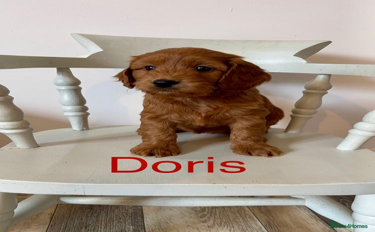 Cockapoo dogs - Advert 2