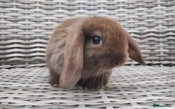 Mini Lop rabbits for sale: Now reserved  - Image 4