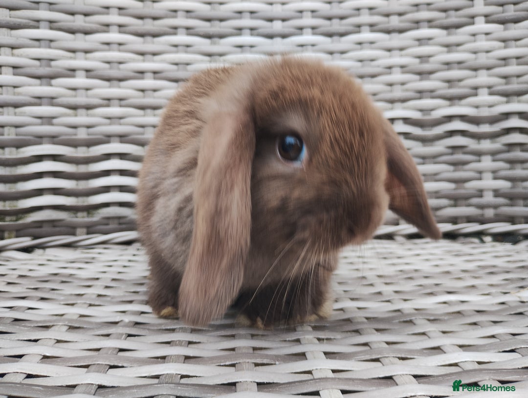Mini Lop rabbits for sale: Now reserved  - Image 4