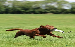 Labrador Retriever dogs for sale: WAITLIST CHAMPION KC BLACK & REDS - 5 STAR LICENSE - Image 9