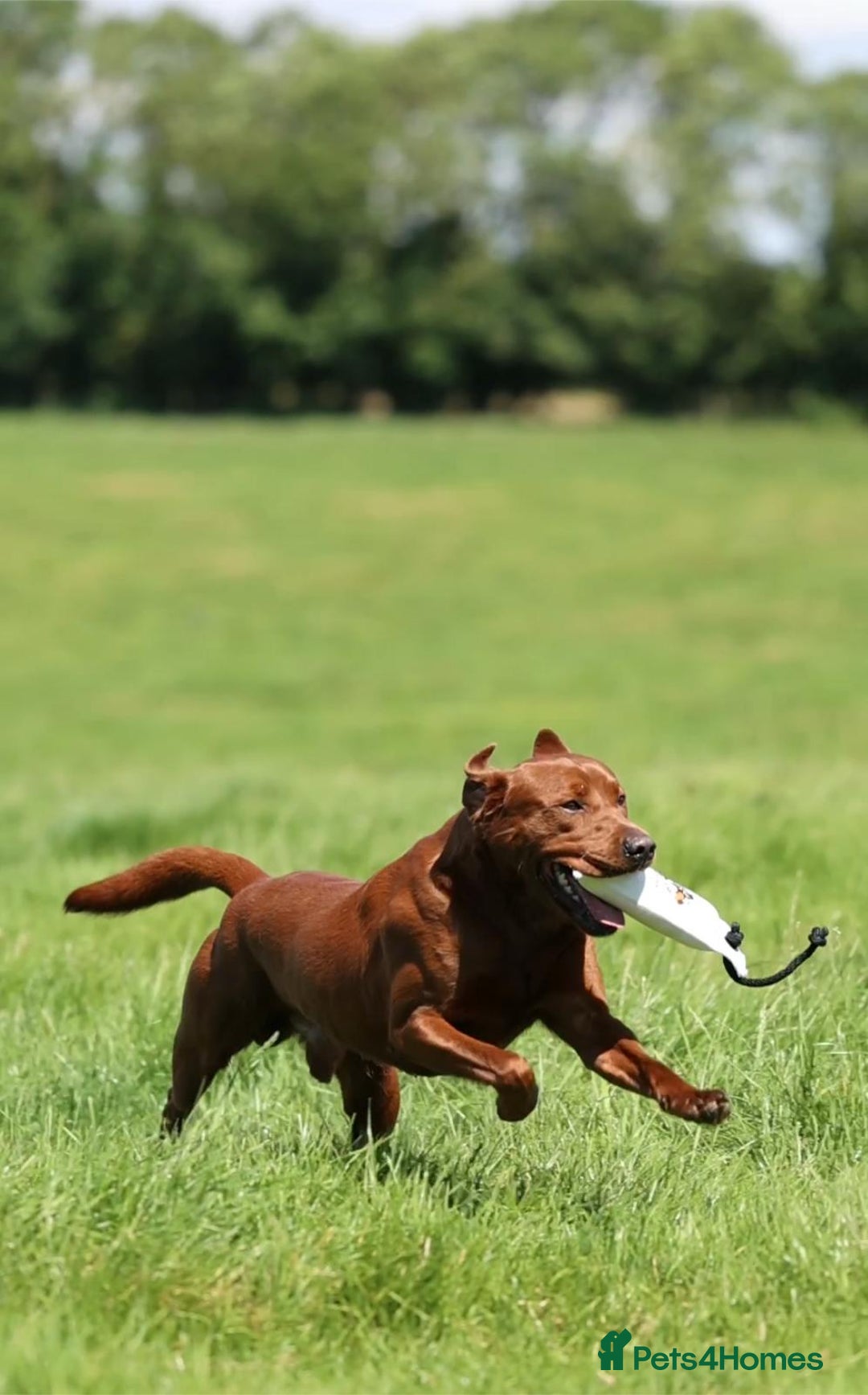 Labrador Retriever dogs for sale: WAITLIST CHAMPION KC BLACK & REDS - 5 STAR LICENSE - Image 9