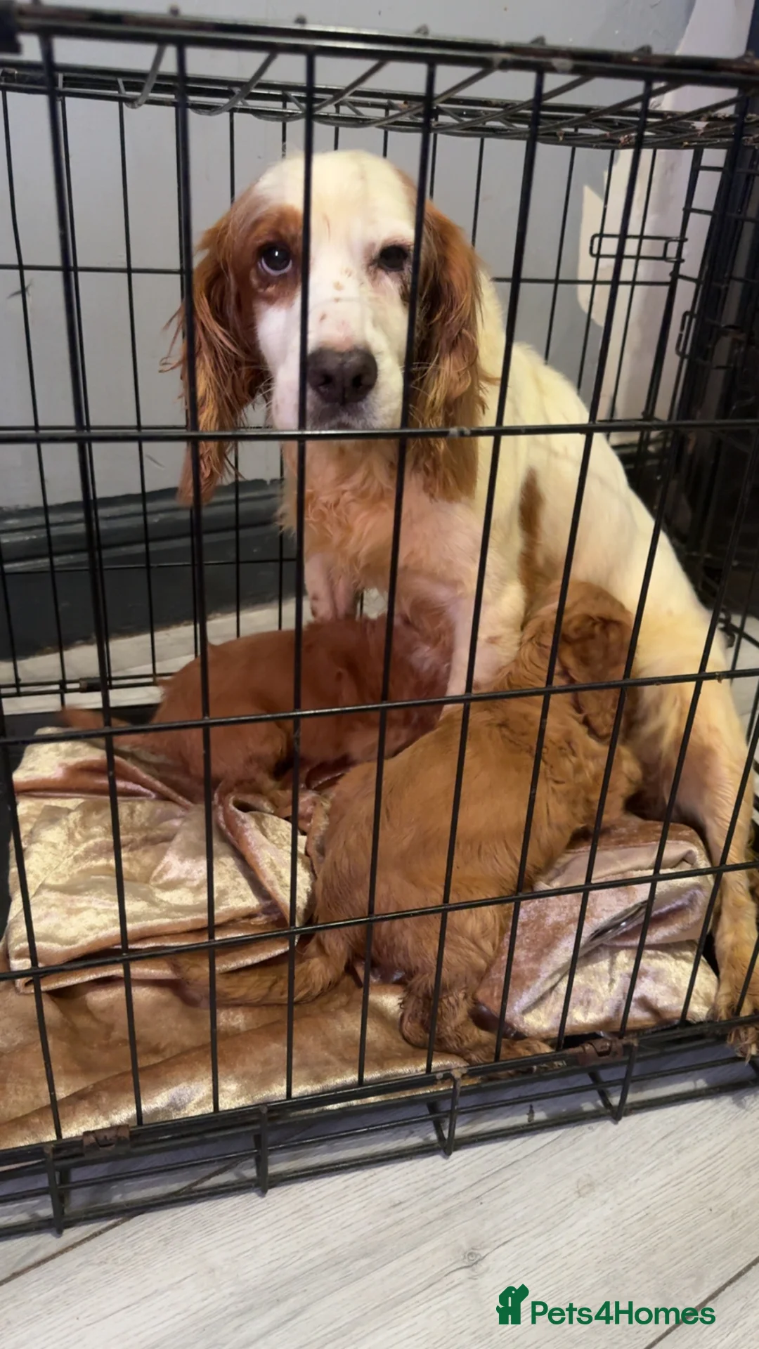 Cocker Spaniel dogs for sale: Cocker spaniel girls for sale  - Advert 2