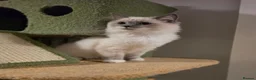 Ragdoll cats for sale: 💙🩵 GCCF Registered, Stunnig Boy 💙🩵 - Advert 9