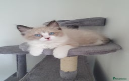 Ragdoll cats for sale: Four adorable ragdolls available  in Chatham - Image 3