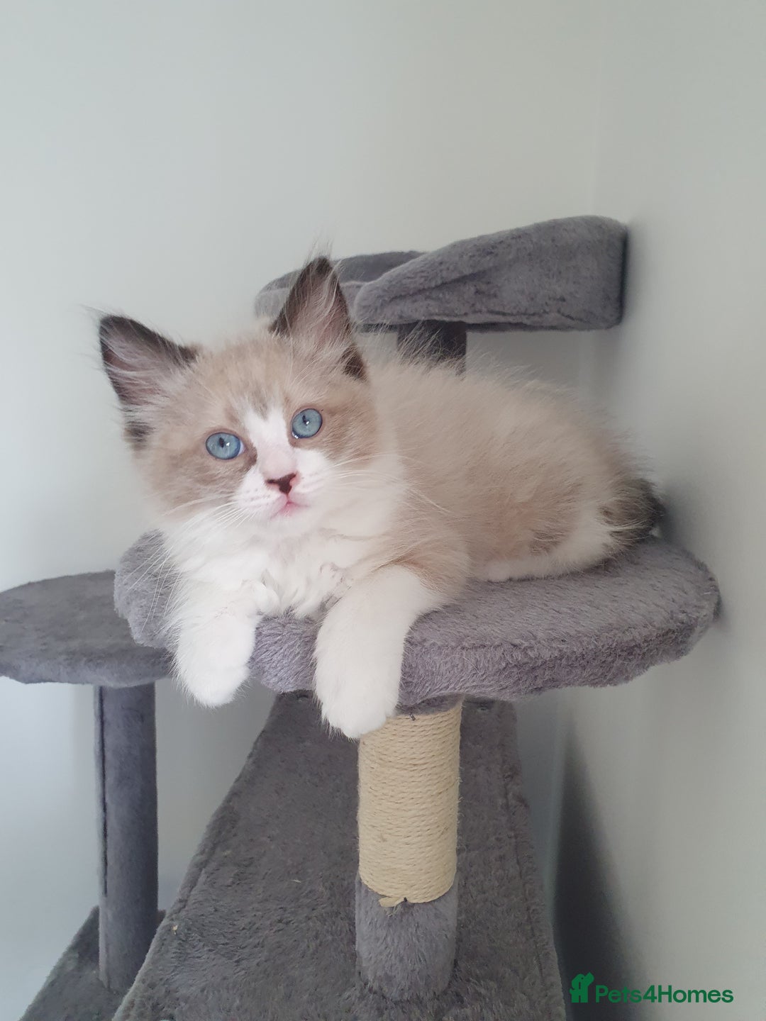 Ragdoll cats for sale: Four adorable ragdolls available  in Chatham - Image 3