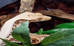 Gecko reptiles for sale: 2 x Male Crested Geckos  - Image 3