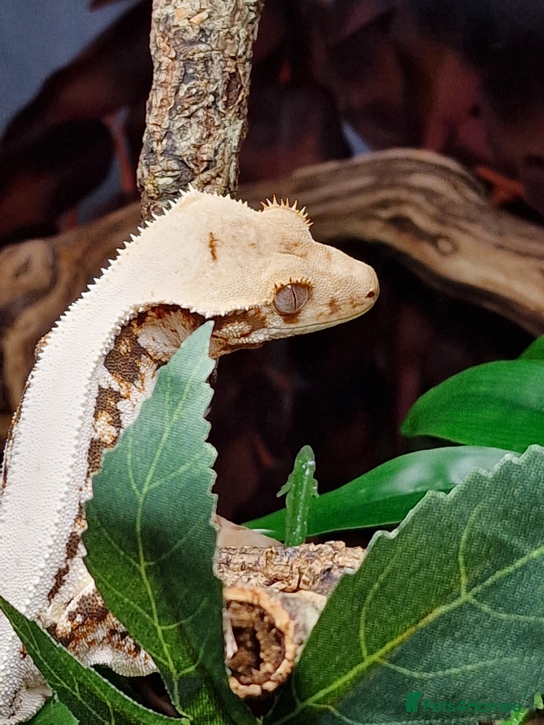 Gecko reptiles for sale: 2 x Male Crested Geckos  - Image 3