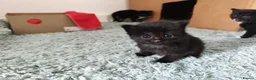 Mixed Breed cats for sale: Playful and Adorable Kittens for their new Homes!! in Hounslow - Advert 7