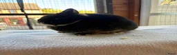 Netherland Dwarf rabbits for sale: Breeding Netherland dwarfs  - Advert 6
