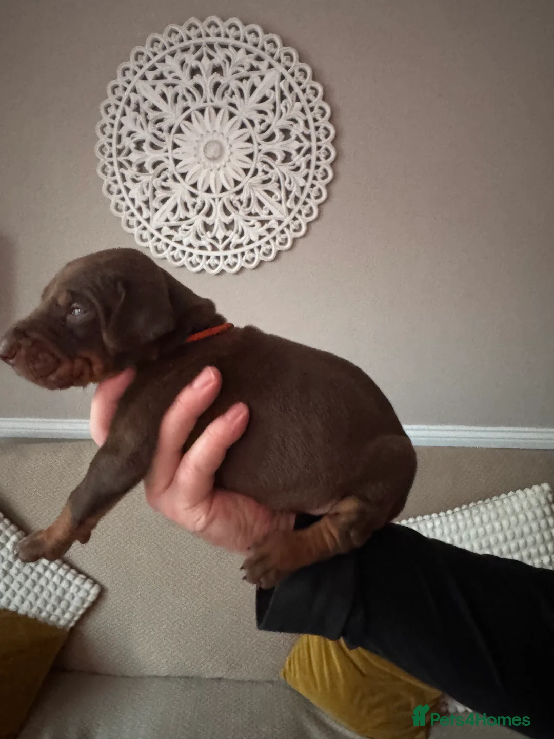 Dobermann dogs for sale: Beautiful Doberman puppies  - Advert 26