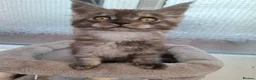 Maine Coon cats for sale: Maine Coon Kittens looking for new loving home in Birmingham - Advert 7