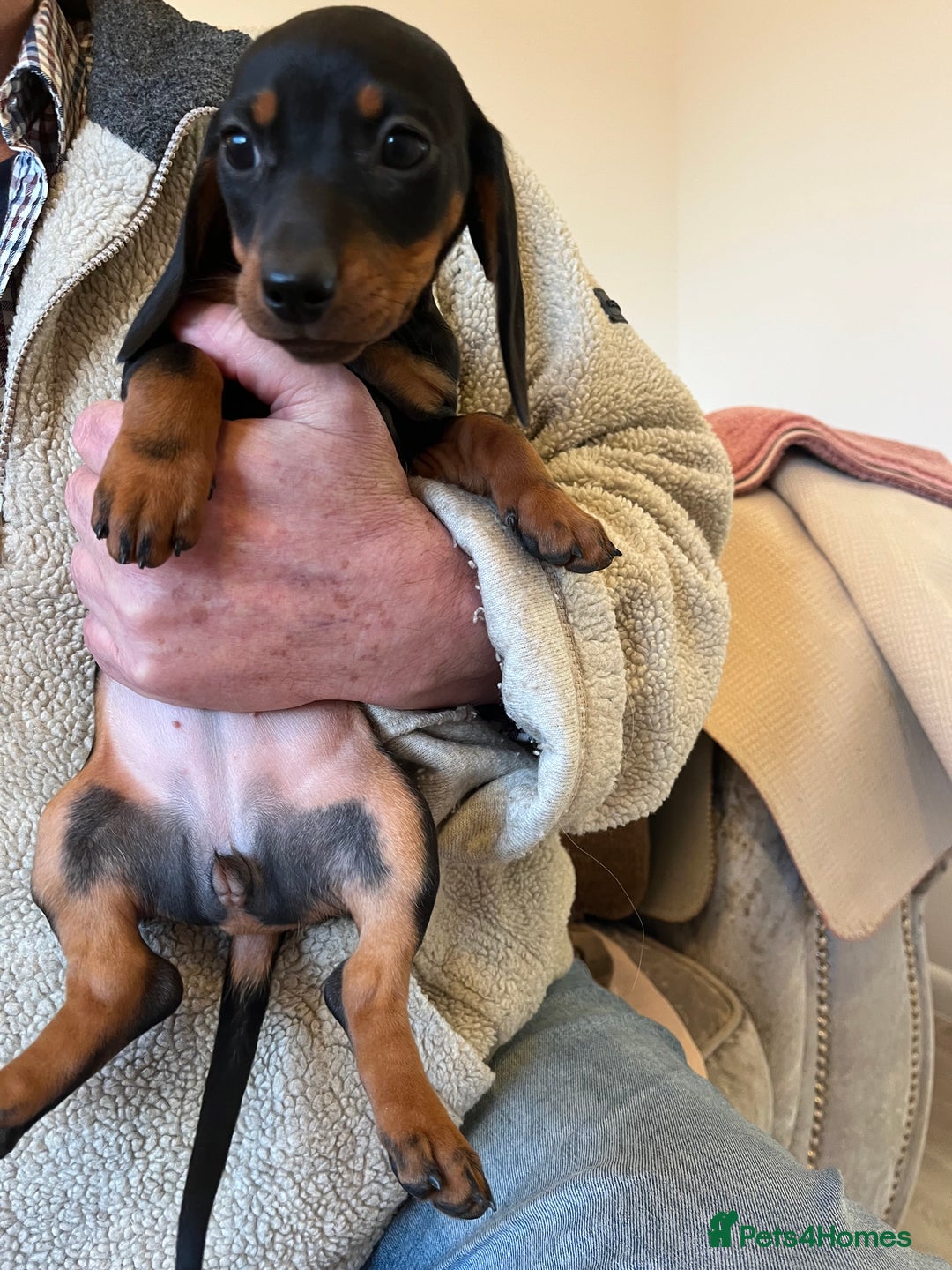 Miniature Dachshund dogs for sale: Miniature dachshunds - Advert 4