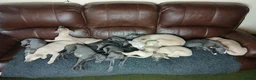 Whippet dogs for sale: High Quality Whippet pups Crufts - Advert 5