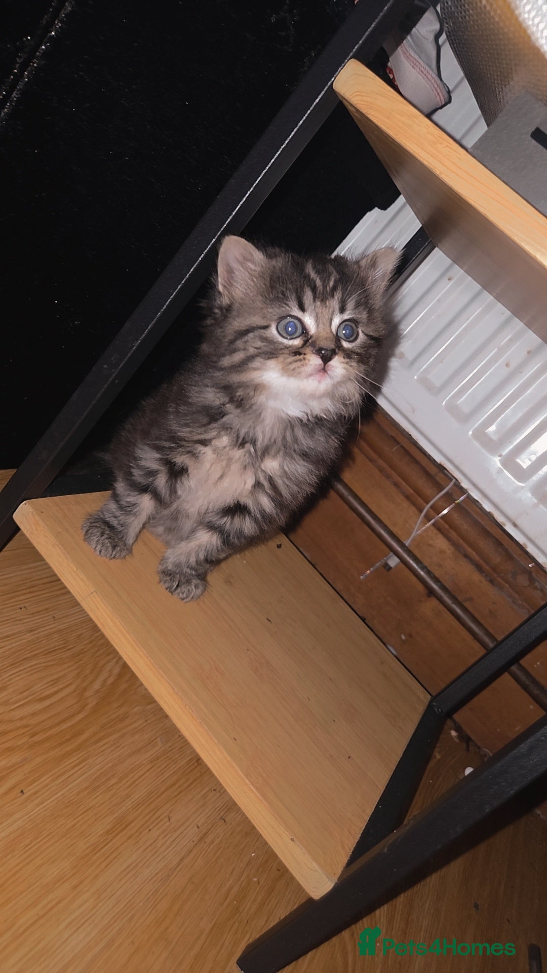 Mixed Breed cats BEAUTIFUL MIXED KITTENS - Advert 14