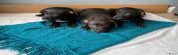 Shorty Bull dogs for sale: JAW-DROPPING POCKET BULLIES – IMPRESSIVE GENETICS  - Advert 1
