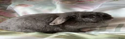 Mini Lop rabbits for sale: Pure bred show quality mini lops  - Advert 17