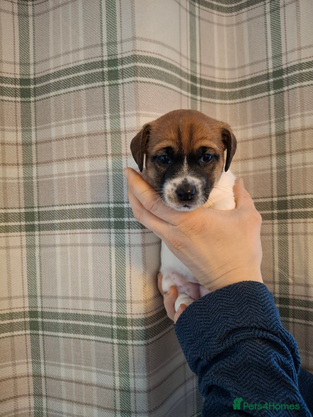 Jack Russell dogs for sale: 🐕stunning Jack Russells (1 left ) 5🌟 Breeder  - Advert 8