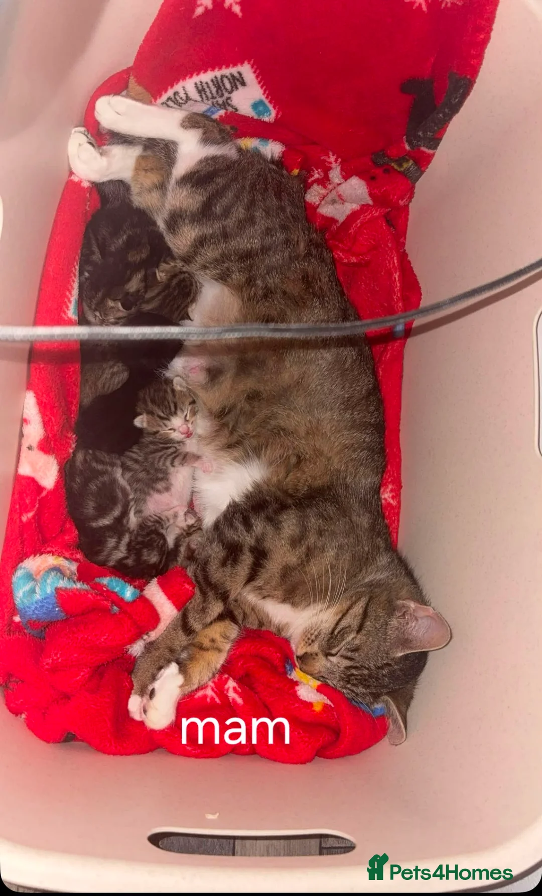 Mixed Breed cats for sale: Gorgeous ragdoll/sphynx X bengal kittens  in Washington - Advert 7
