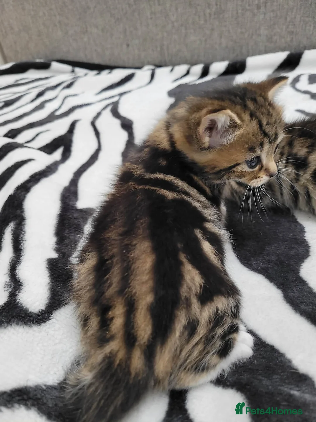 Mixed Breed cats for sale: Adorable Tabby Kittens Looking for Forever Homes - Advert 9