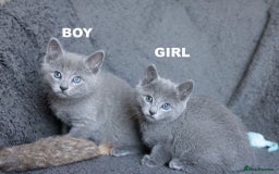 Russian Blue cats for sale: Pure Russian Blue Kittens Available  - Image 14