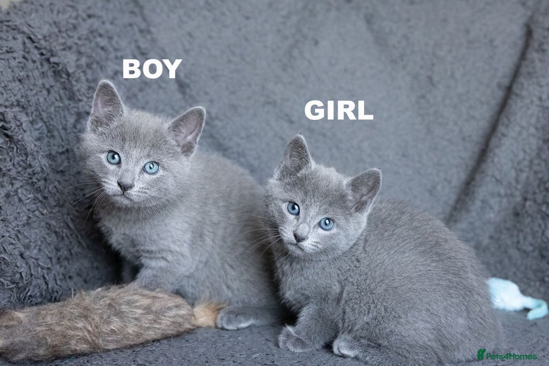Russian Blue cats for sale: Pure Russian Blue Kittens Available  - Image 14
