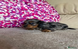 Miniature Dachshund dogs for sale: Miniature dachshunds  - Image 6