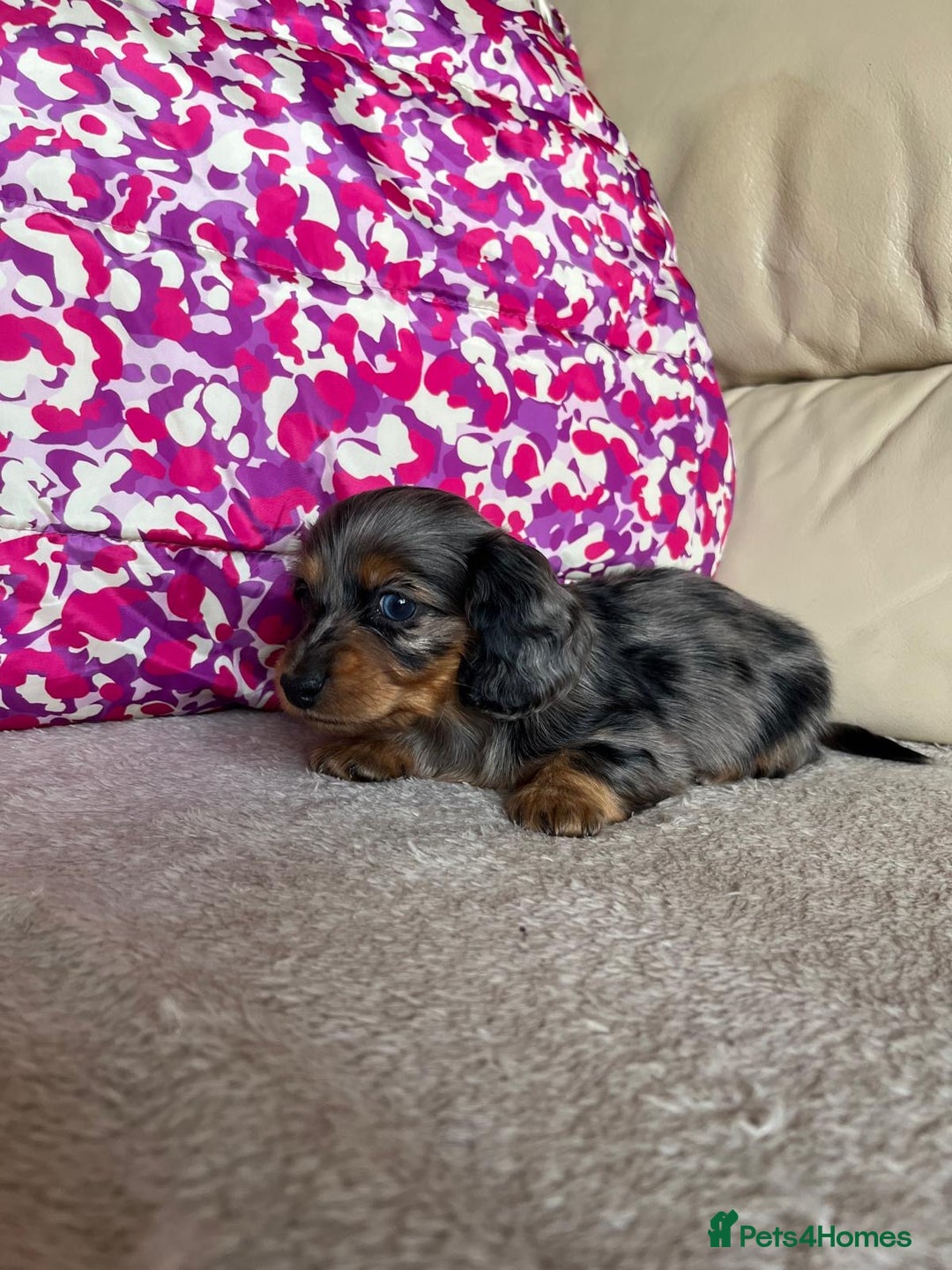 Miniature Dachshund dogs for sale: Miniature dachshunds  - Image 6