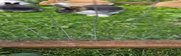 Mixed Breed rabbits for sale: Mini lop x Netherlands dwarf - Advert 8