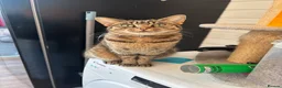 Mixed Breed cats for sale: Mum and daughter looking for home - Advert 4