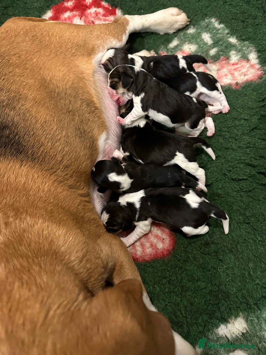 Beagle dogs for sale: KC Registered Beagle Puppies - Advert 4