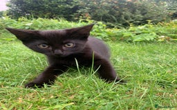 Mixed Breed cats for sale: Beautiful kittens ready now - Image 7