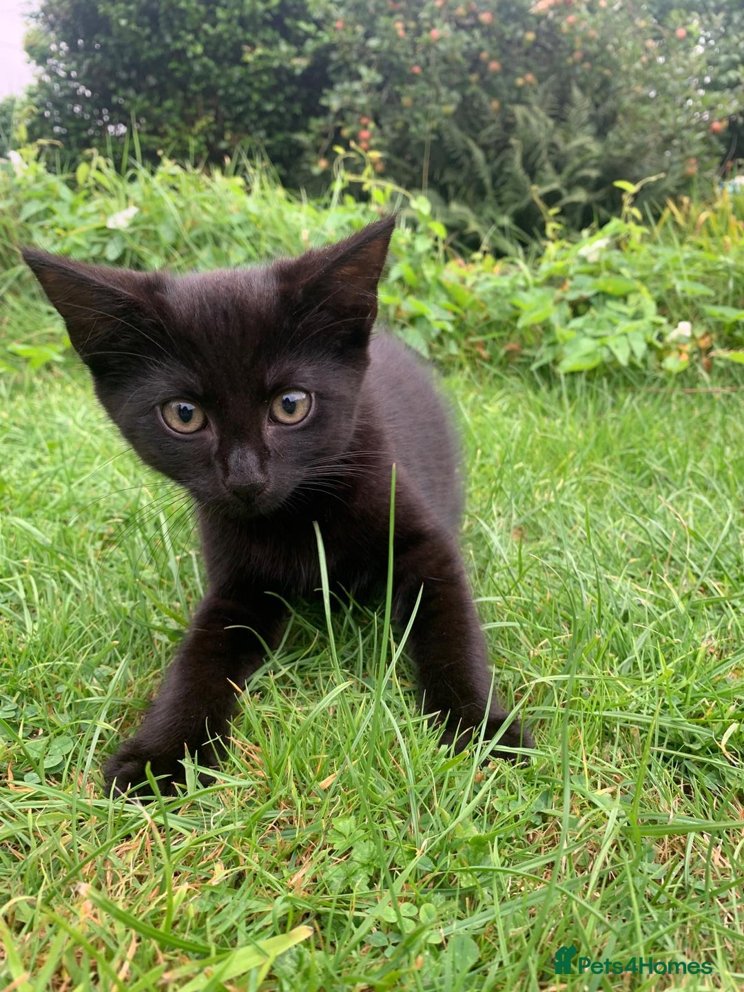 Mixed Breed cats for sale: Beautiful kittens ready now - Image 7
