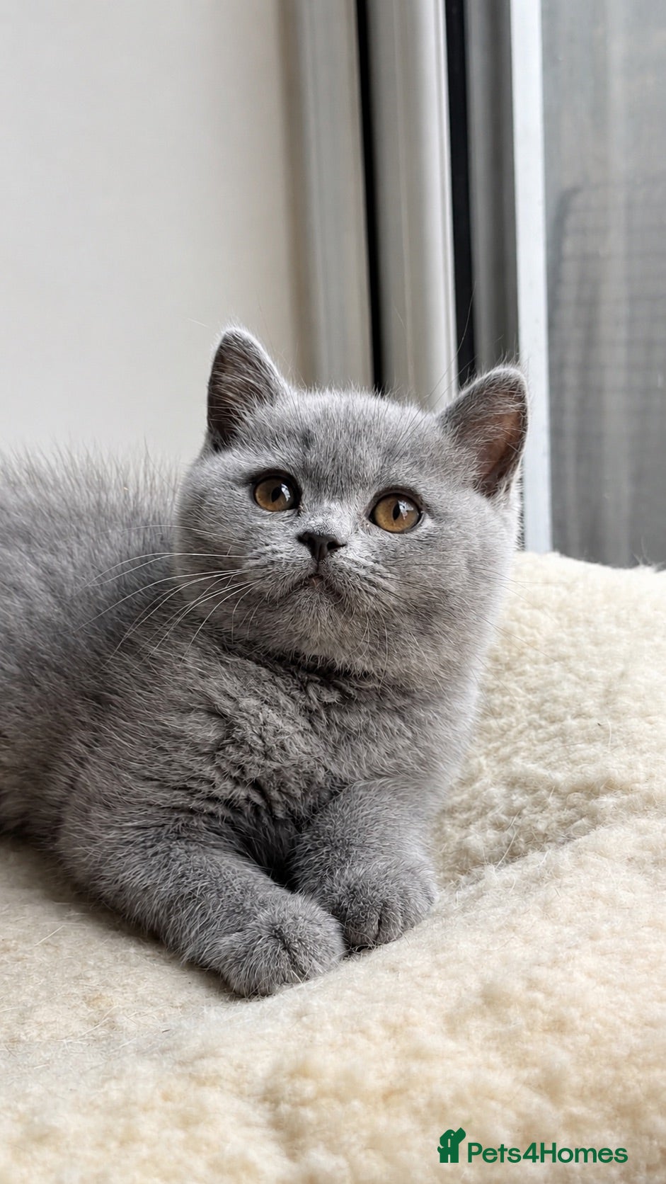 British Shorthair cats Blue BSH kittens Tica reg Champions line 🏆 - Advert 6