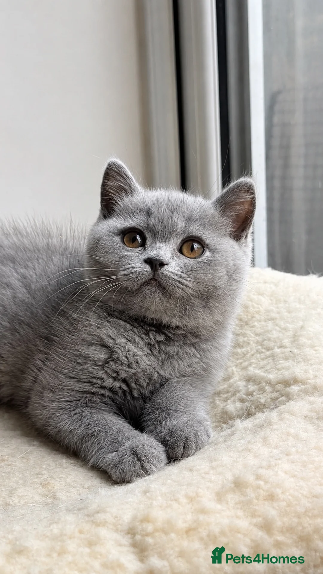 British Shorthair cats for sale: Blue BSH kittens Tica reg Champions line 🏆 - Advert 1