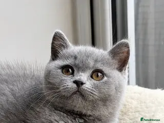 British Shorthair cats Blue BSH kittens Tica reg Champions line 🏆 - Advert 6