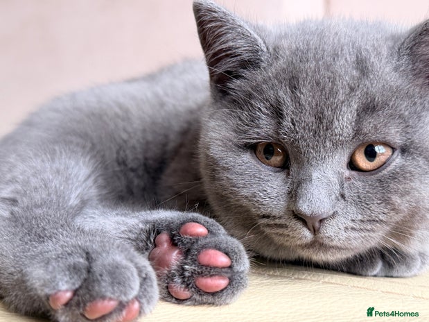 British Shorthair cats - Advert 7