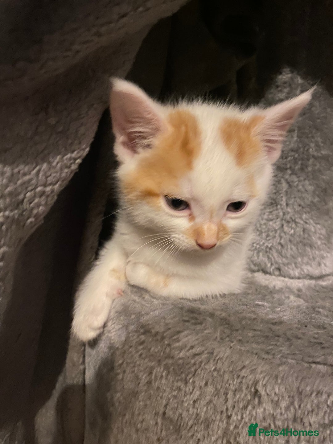 British Shorthair cats for sale: 3 beautiful British Shorthair Kittens  - Image 6