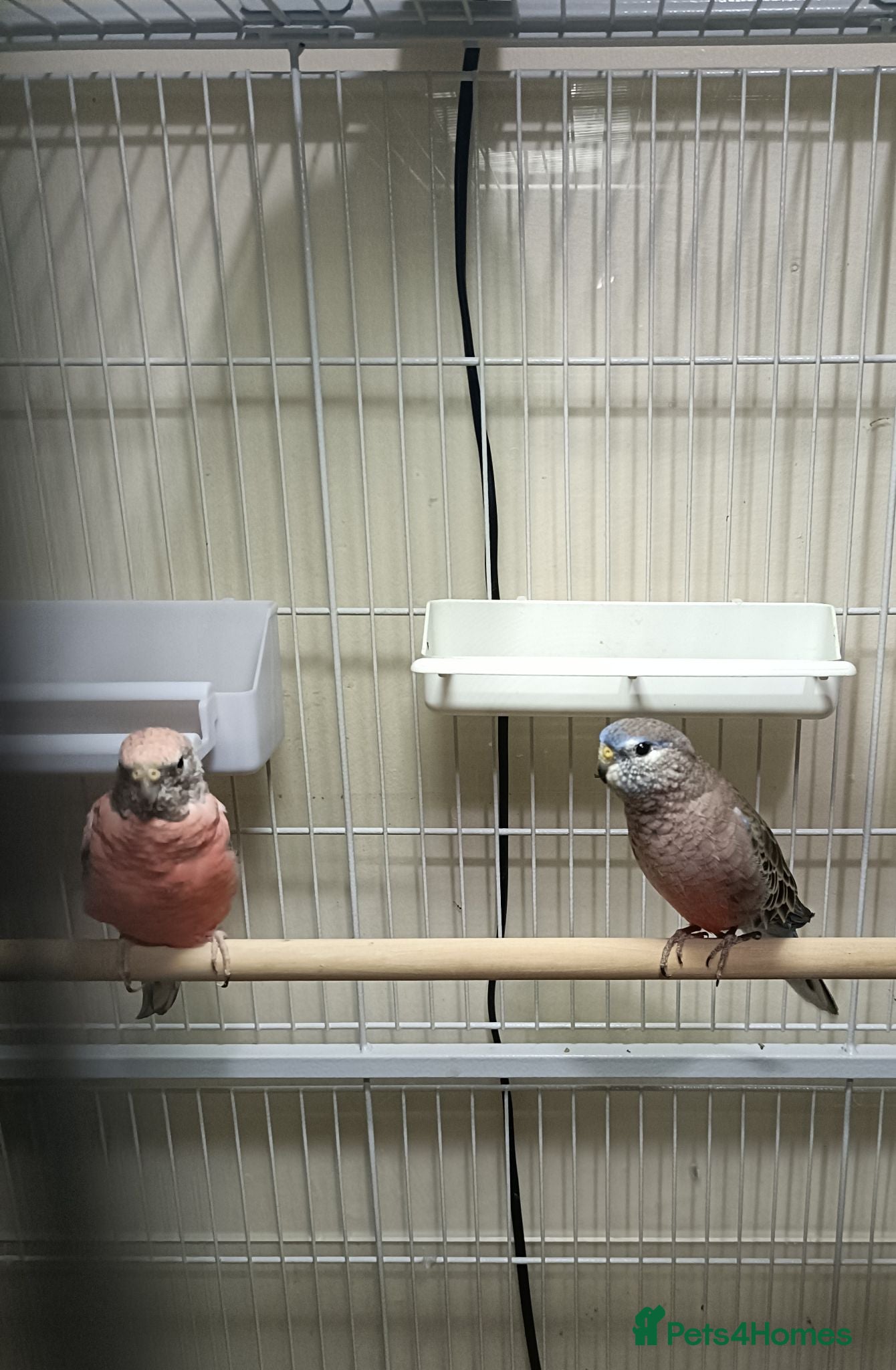 Parakeets birds Rosa Bourke and a normal Bourke parakeets  - Advert 1