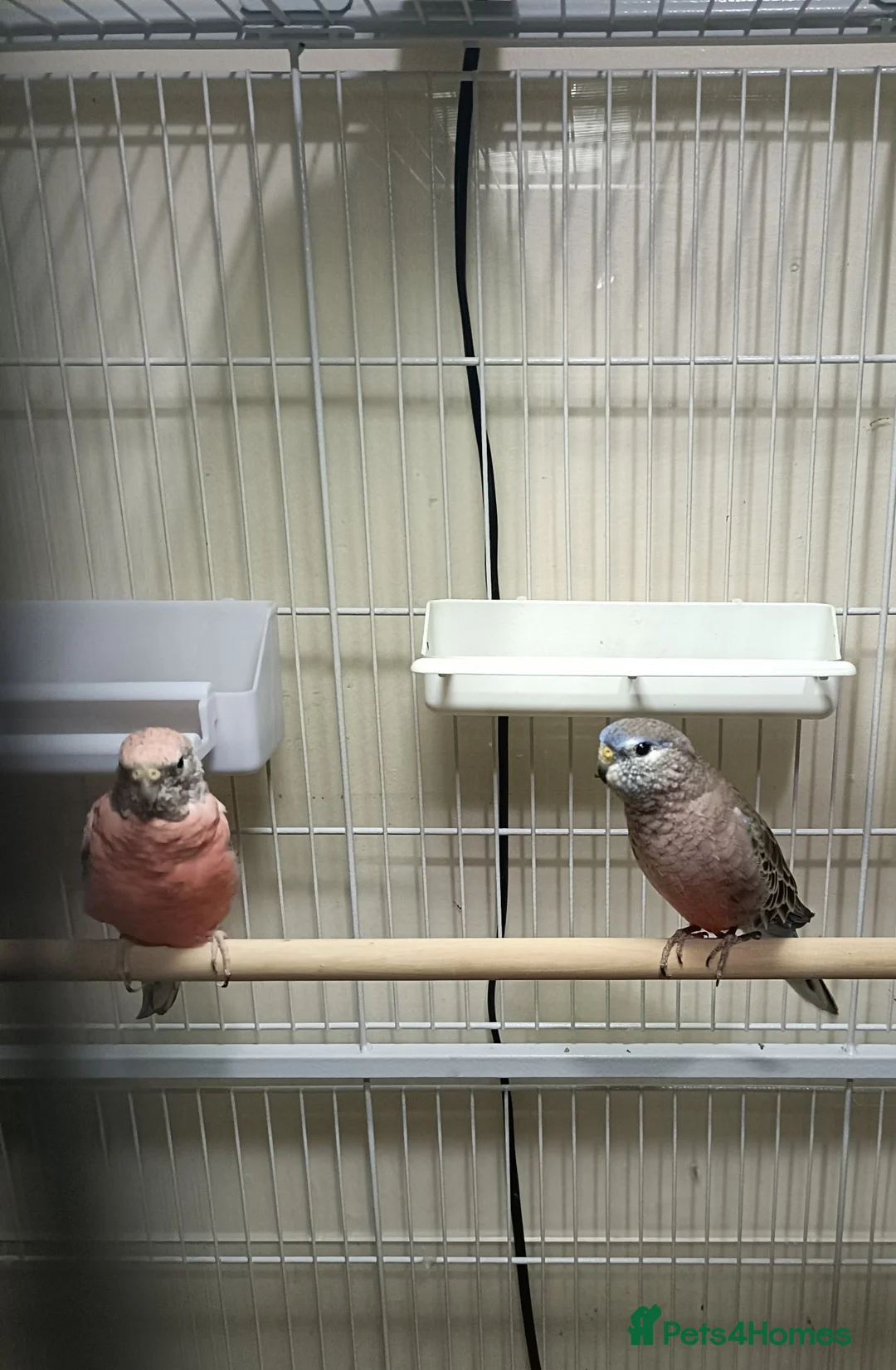 Parakeets birds for sale: Rosa Bourke and a normal Bourke parakeets  - Advert 1