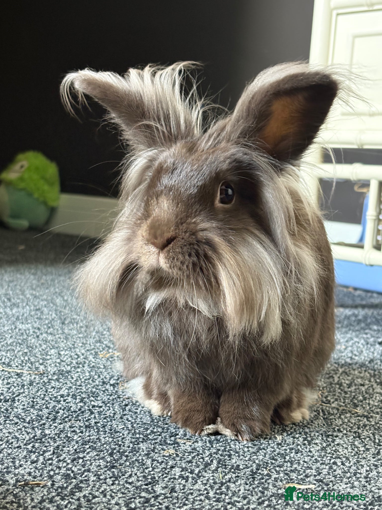 Lionhead rabbits for sale: 2yo Lionhead Female in Hove - Advert 2
