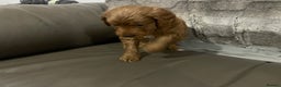 Toy Poodle dogs for sale: Toy poodle puppies  - Advert 3